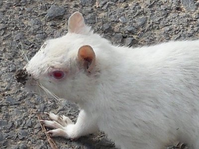 The Anatomy Of A Terrorist Albino Squirrel